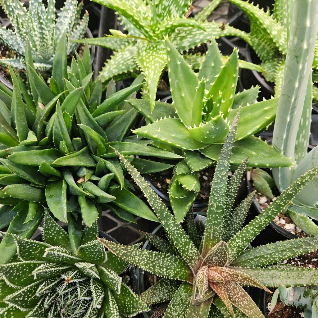Aloe collection succulent plants in a 4-inch pot by Studley Flower Gardens