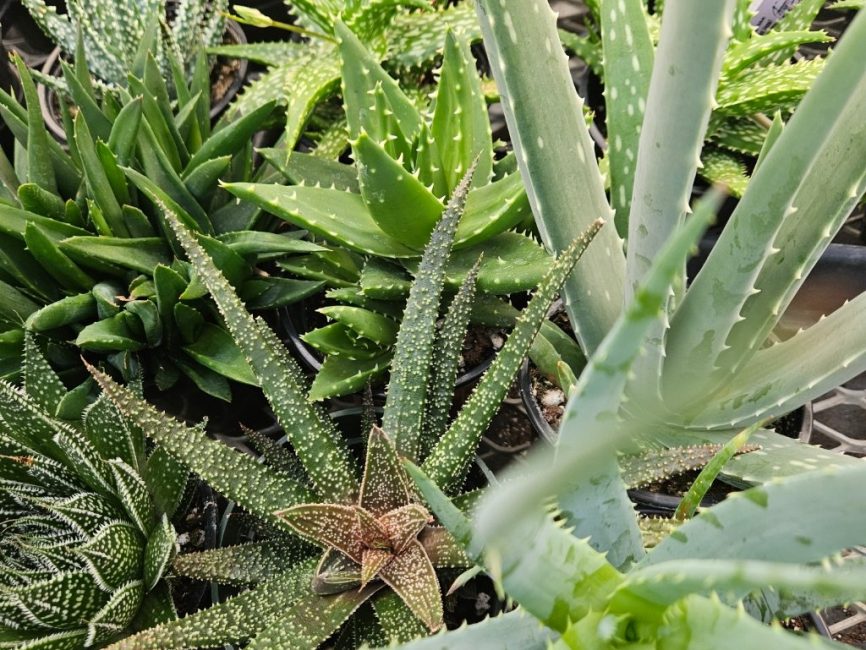 Aloe collection succulent for windowsill display by Studley Flower Gardens