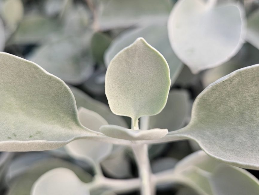 Silver Teaspoons succulent with soft silvery-gray spoon-shaped leaves by Studley Flower Gardens