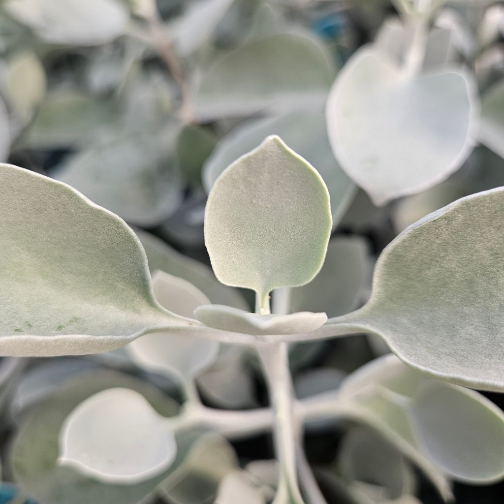 Silver Teaspoons succulent with soft silvery-gray spoon-shaped leaves by Studley Flower Gardens