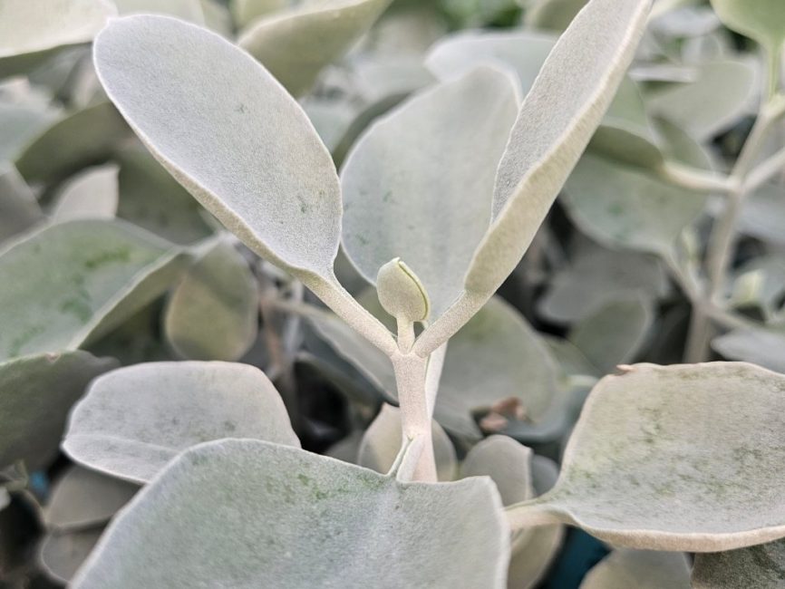 Silver Teaspoons succulent with fleshy leaves in bright sunlight by Studley Flower Gardens