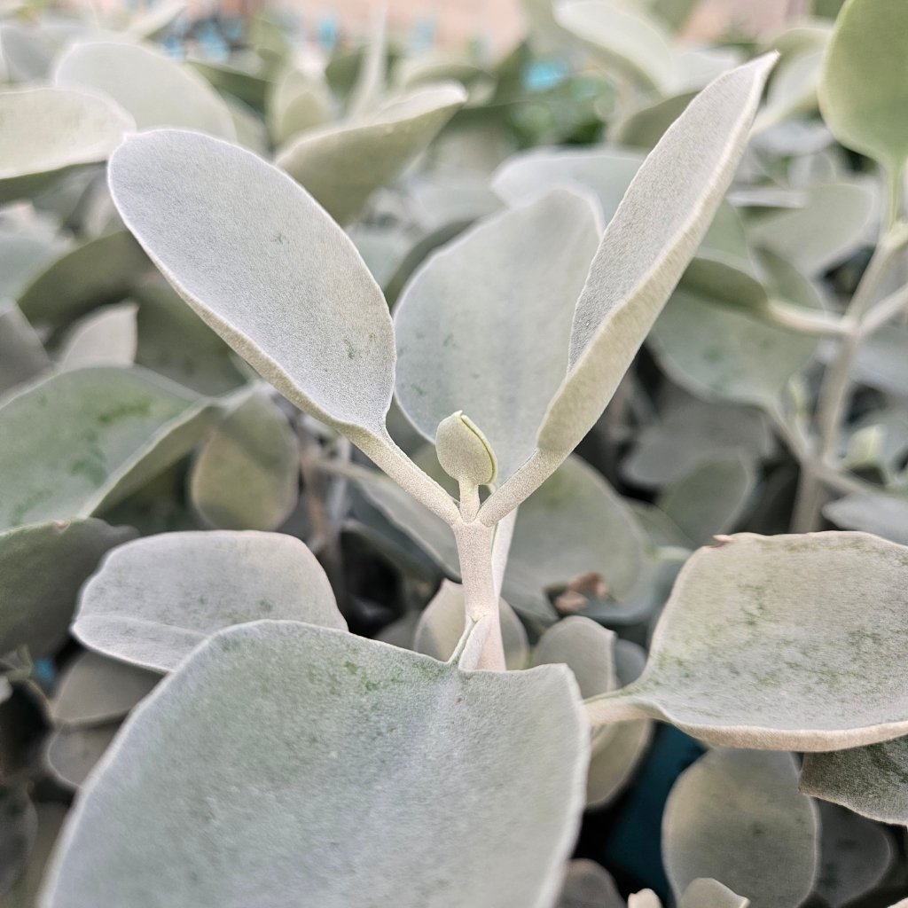 Silver Teaspoons succulent with fleshy leaves in bright sunlight by Studley Flower Gardens