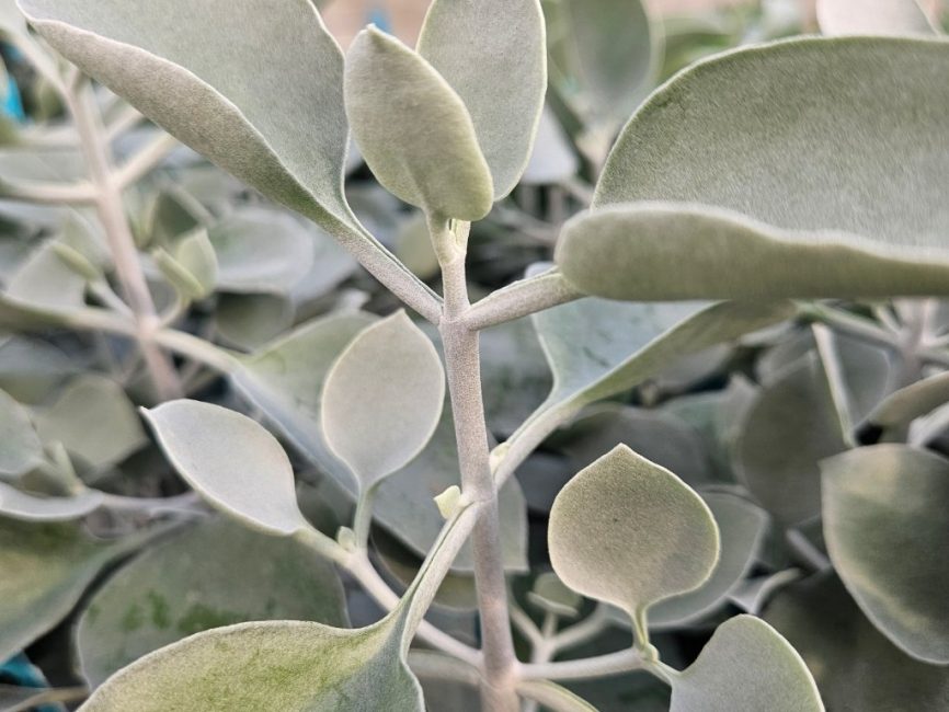 silver teaspoons detail image