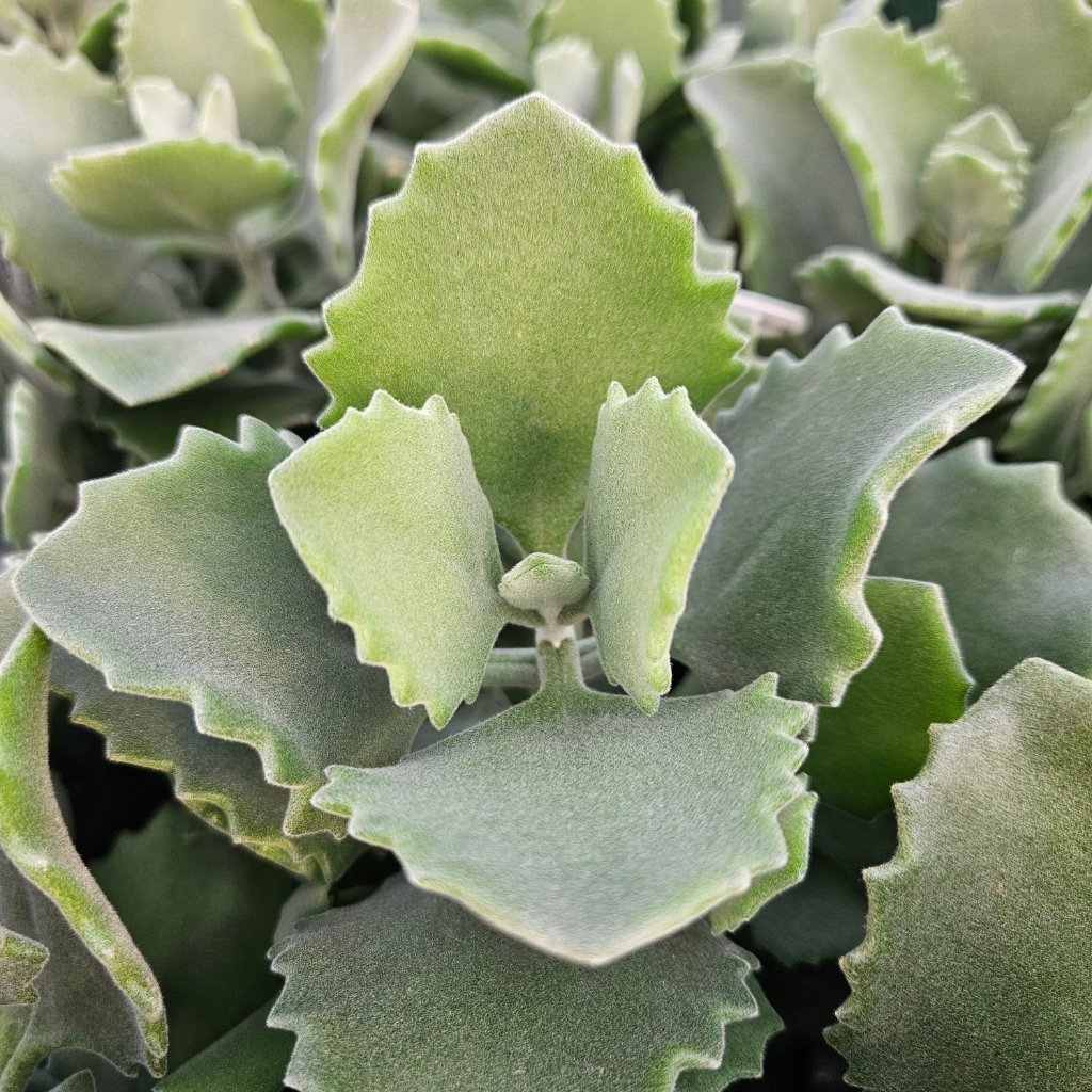 Milotii kalanchoe succulent with soft fuzzy scalloped pale green leaves by Studley Flower Gardens detail image