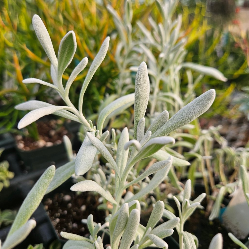 Silver Strand Didelta succulent with silvery-gray velvety leaves and trailing stems by Studley Flower Gardens detail image