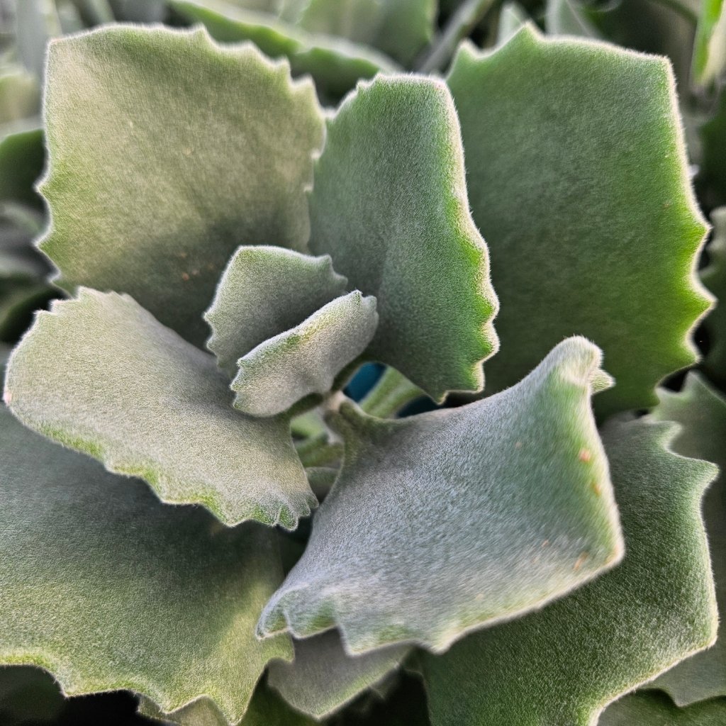Milotii kalanchoe succulent with thick green leaves by Studley Flower Gardens