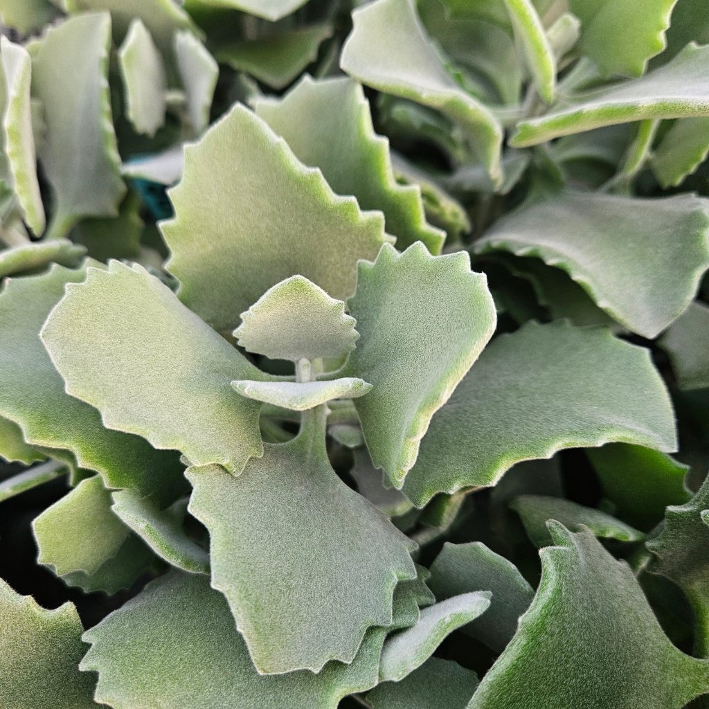 milotii kalanchoe detail image