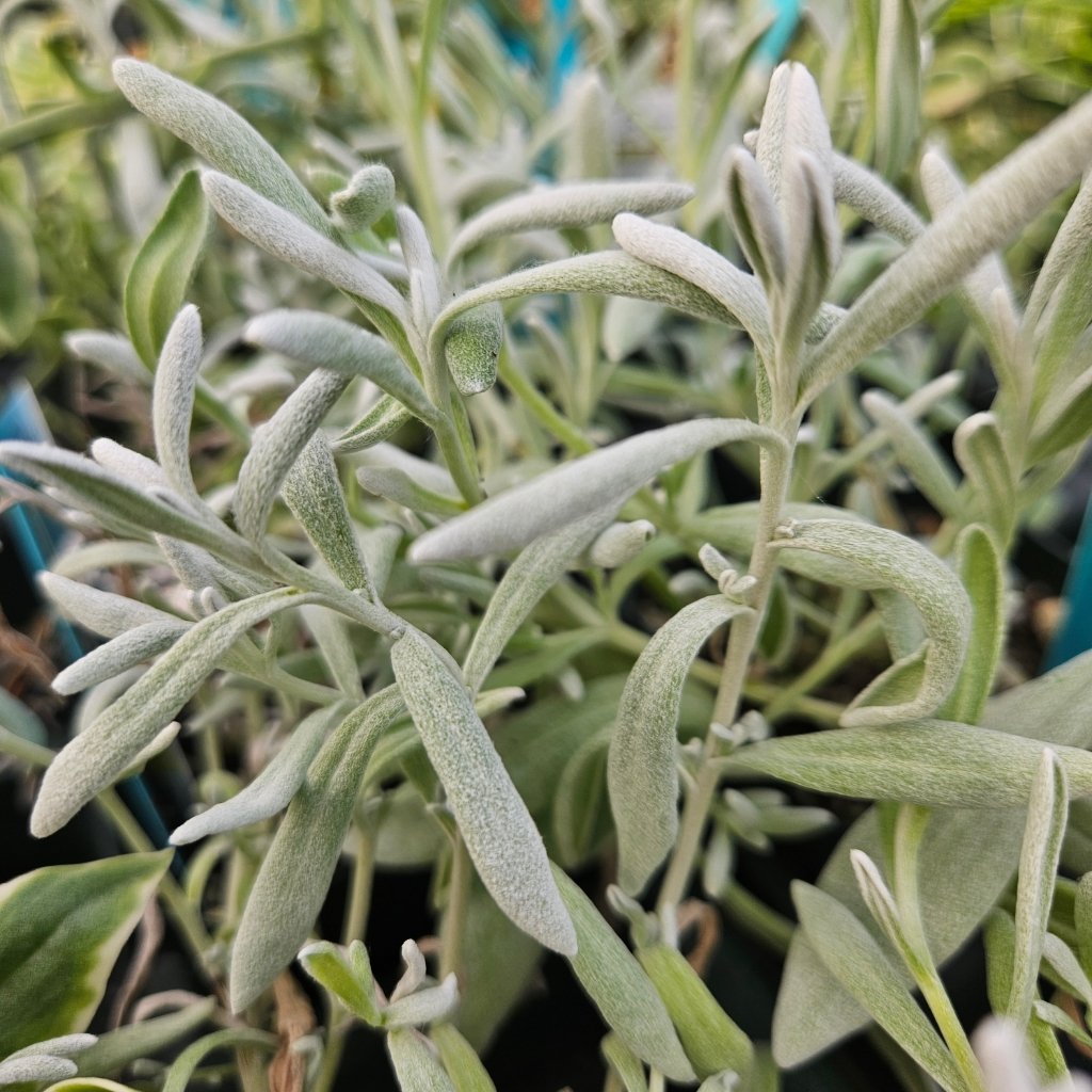 Silver Strand Didelta succulent with trailing stems by Studley Flower Gardens