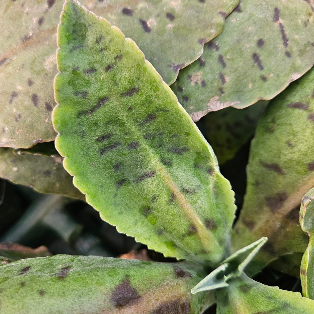 donkey ear kalanchoe succulent with large paddle-shaped spotted leaves by Studley Flower Gardens