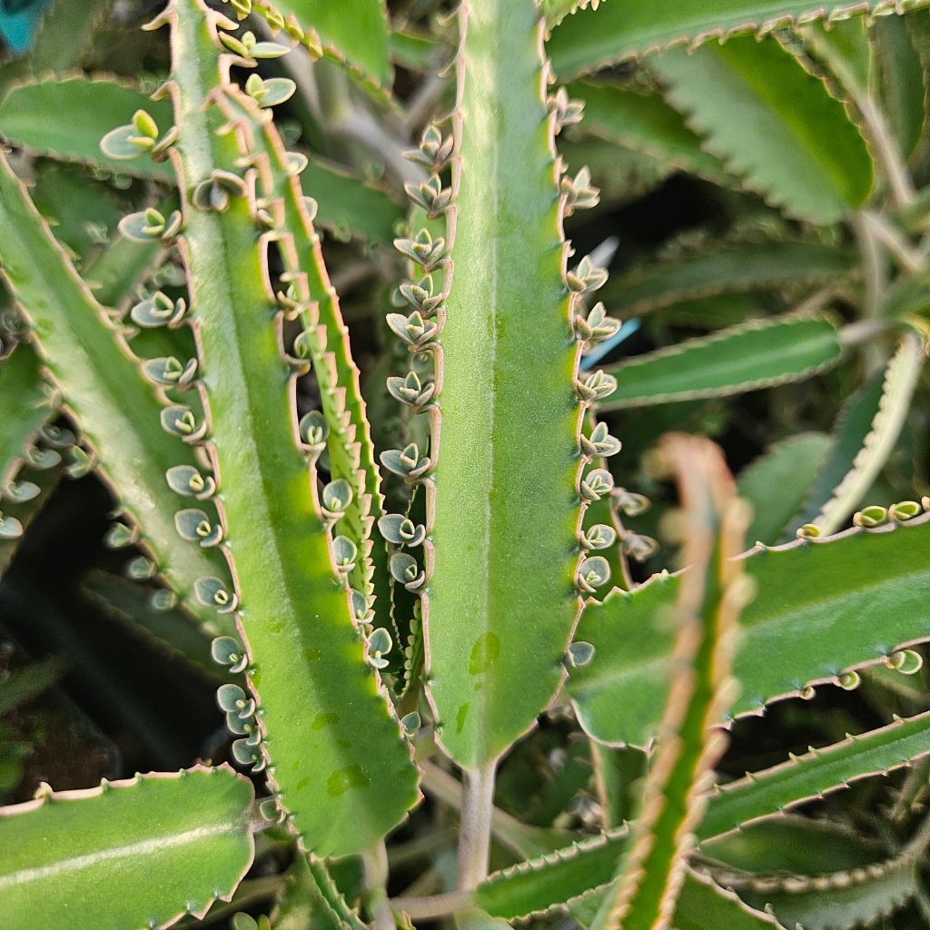 Octopus Mother of Millions succulent with vibrant green leaves by Studley Flower Gardens