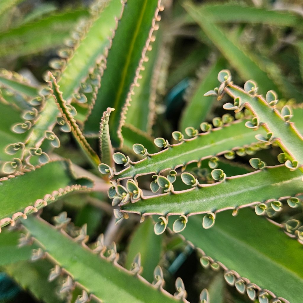 octopus mother of millions detail image