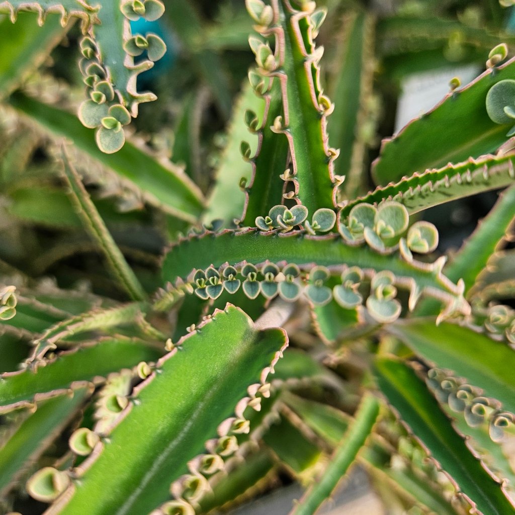 Octopus Mother of Millions succulent with long tentacle-like leaves by Studley Flower Gardens