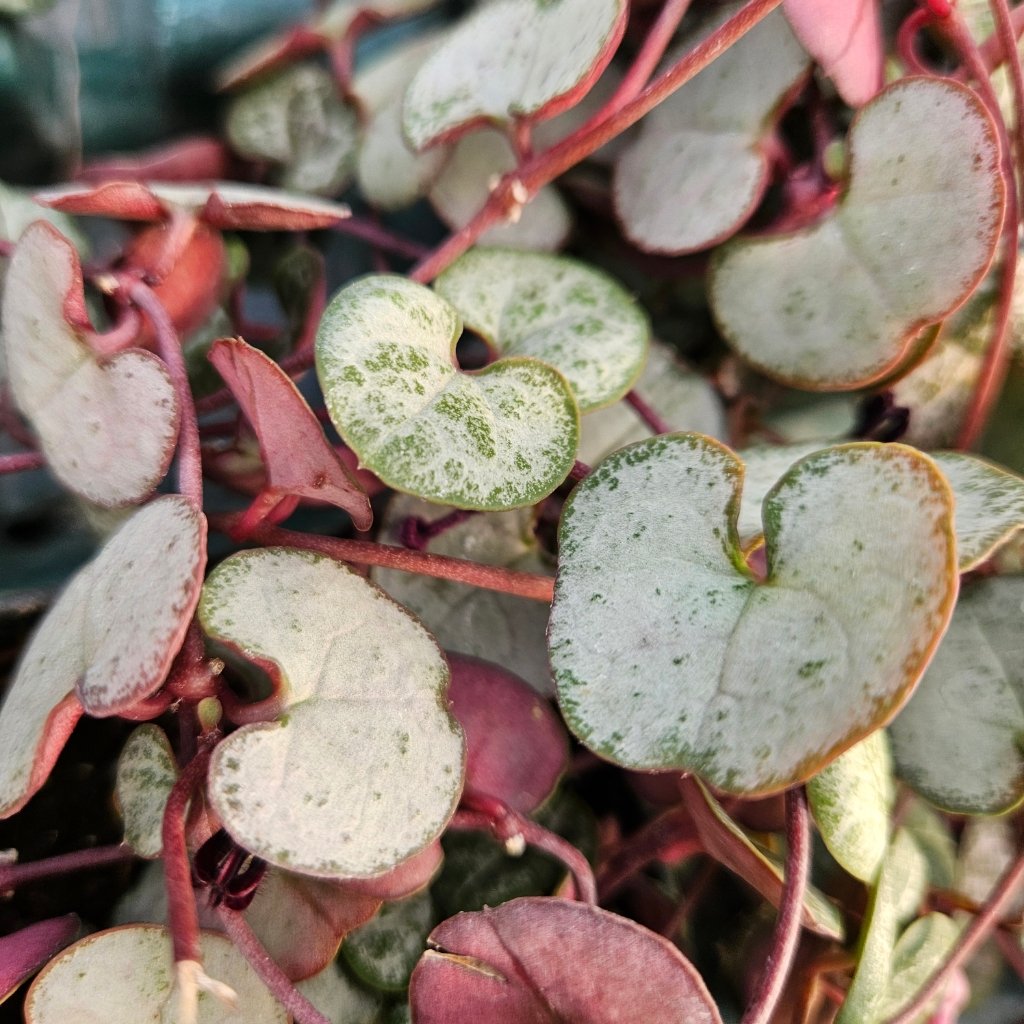 Silver string of hearts succulent with delicate trailing vines and marbled heart-shaped leaves by Studley Flower Gardens