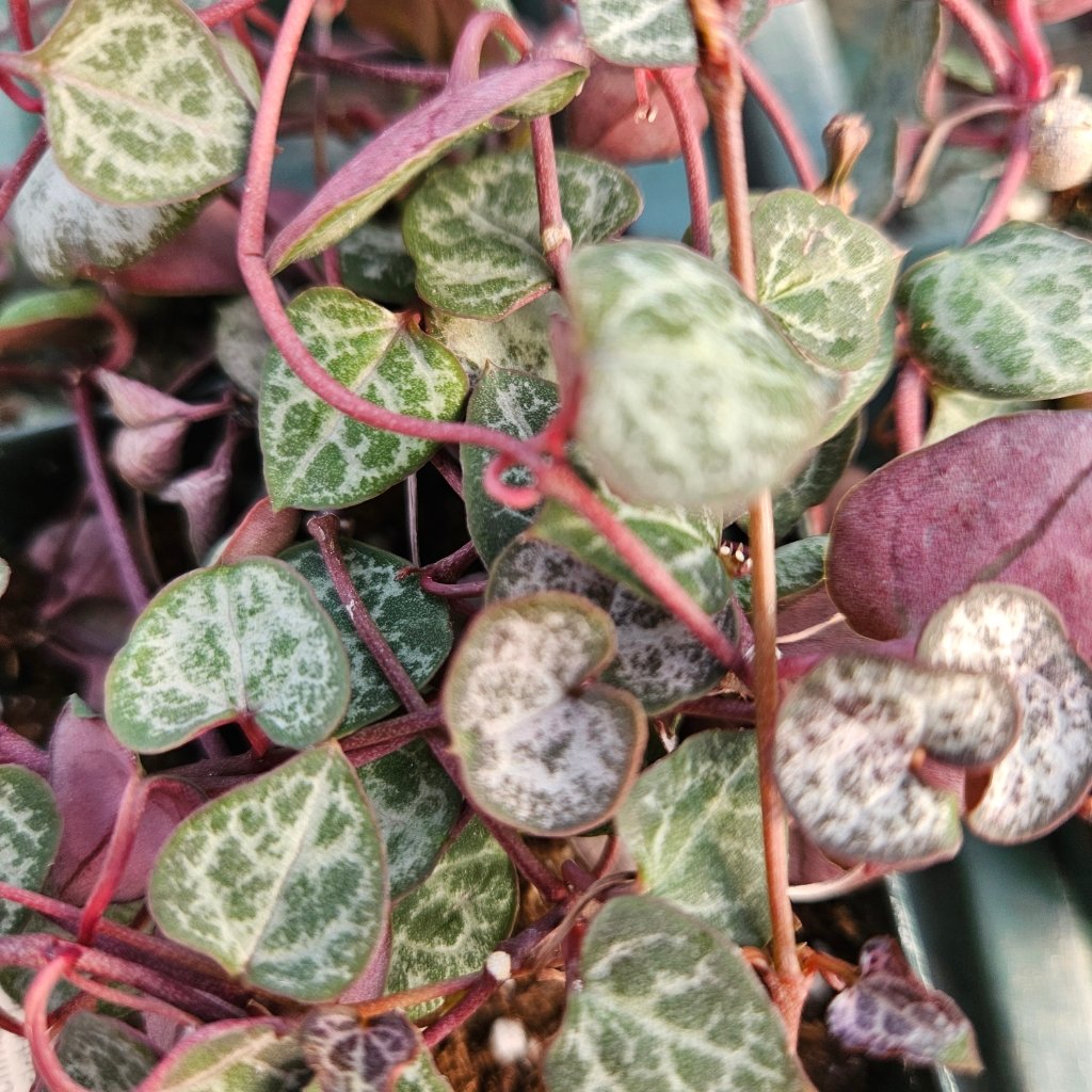 silver string of hearts detail image