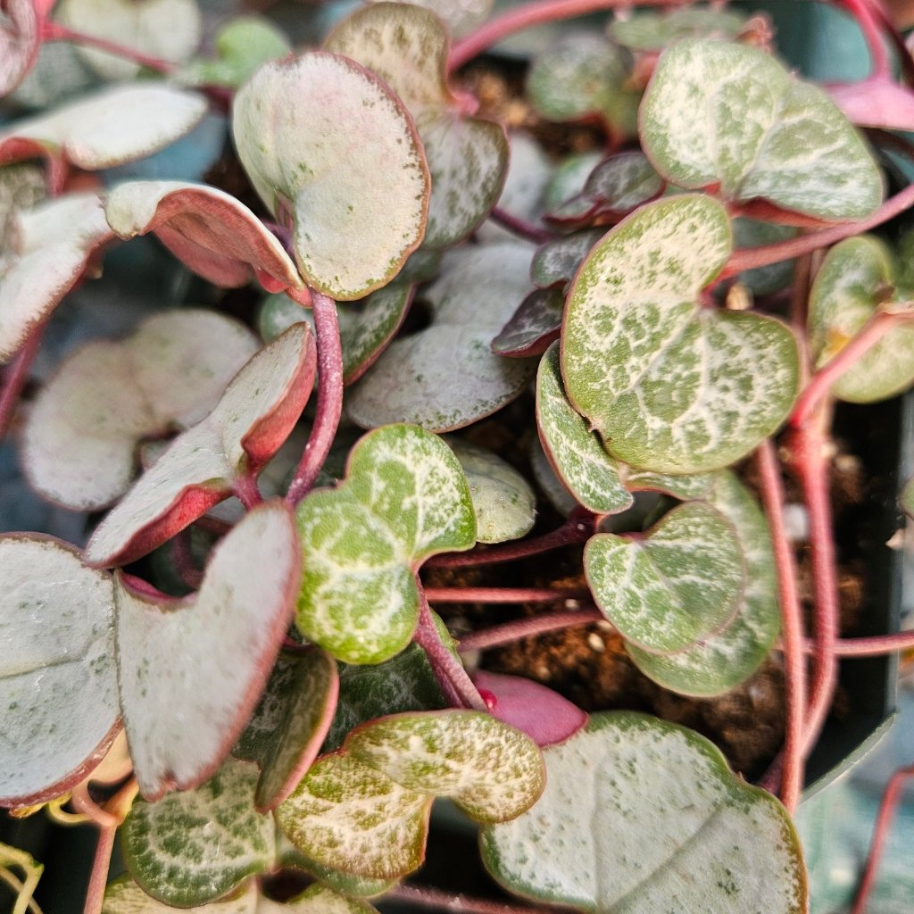 Silver string of hearts succulent with trailing vines by Studley Flower Gardens