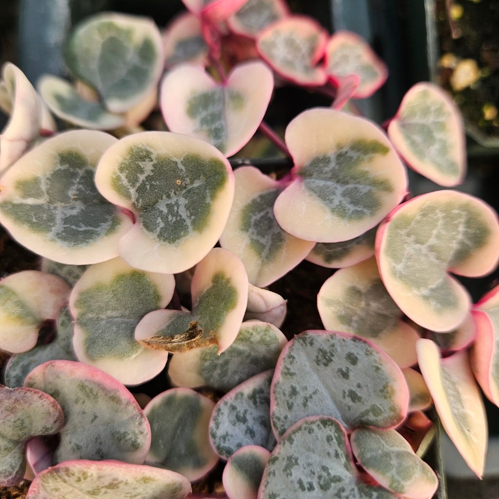 Pretty in Pink String of Hearts succulent with trailing pink heart-shaped leaves by Studley Flower Gardens detail image