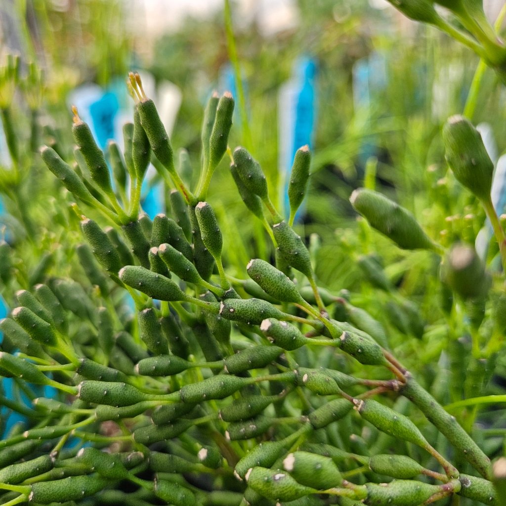 Dancing bones cactus with bright green segmented stems by Studley Flower Gardens
