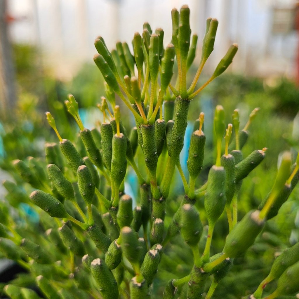 dancing bones cactus with slender branching stems in bright indirect light by Studley Flower Gardens