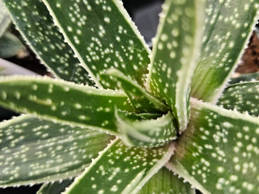 kaleidoscope gasteria detail image