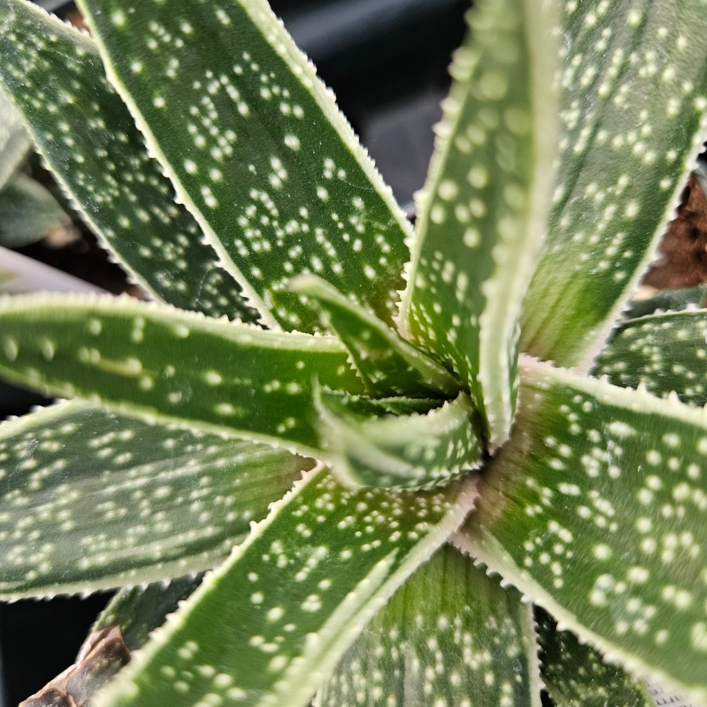 kaleidoscope gasteria detail image