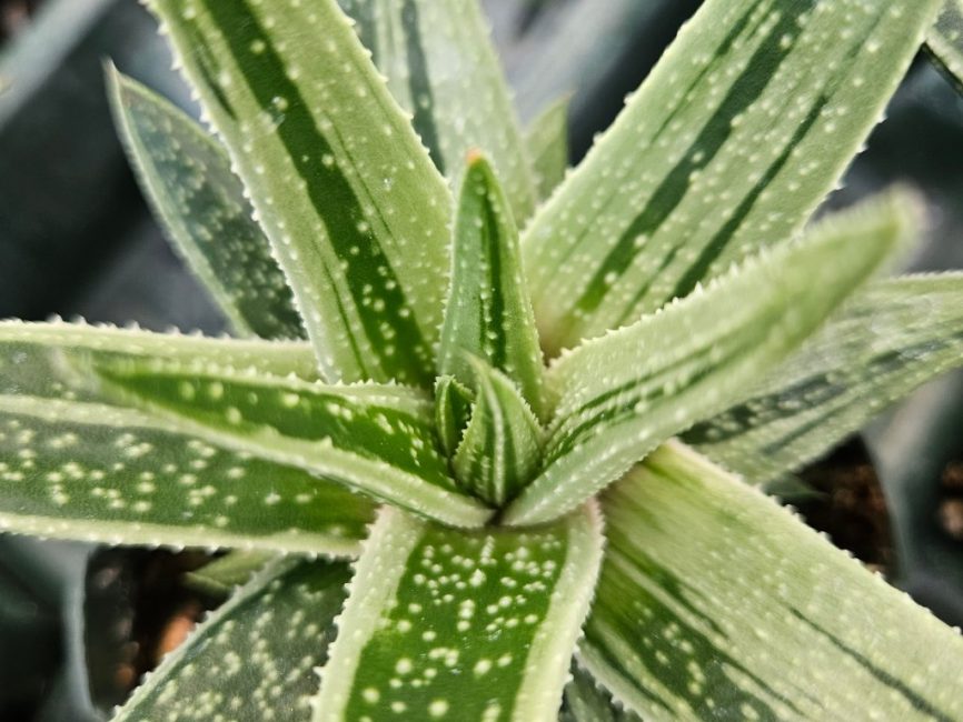 Kaleidoscope Gasteria succulent with thick variegated green and cream leaves by Studley Flower Gardens detail image
