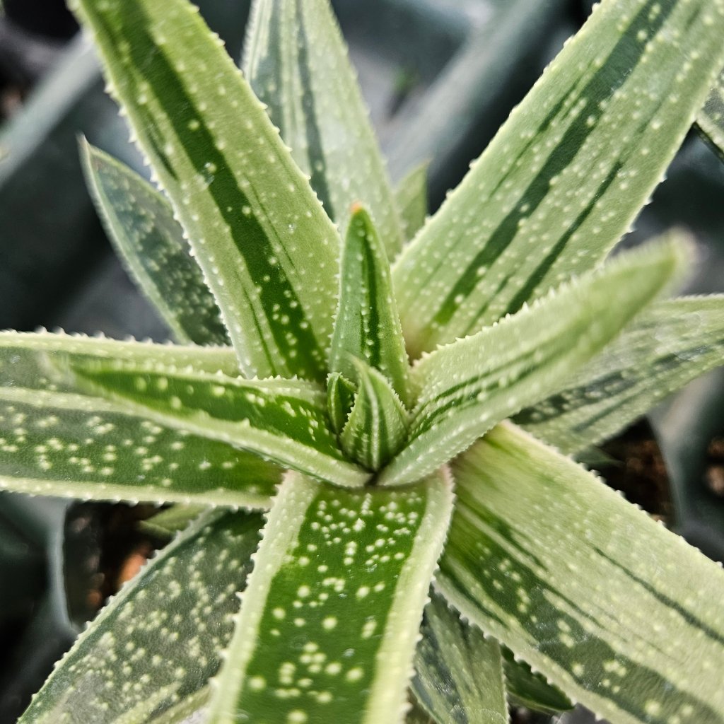 Kaleidoscope Gasteria succulent with thick variegated green and cream leaves by Studley Flower Gardens detail image