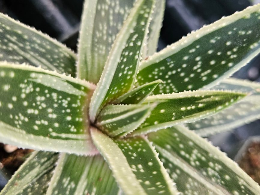 Kaleidoscope gasteria succulent with thick green leaves by Studley Flower Gardens
