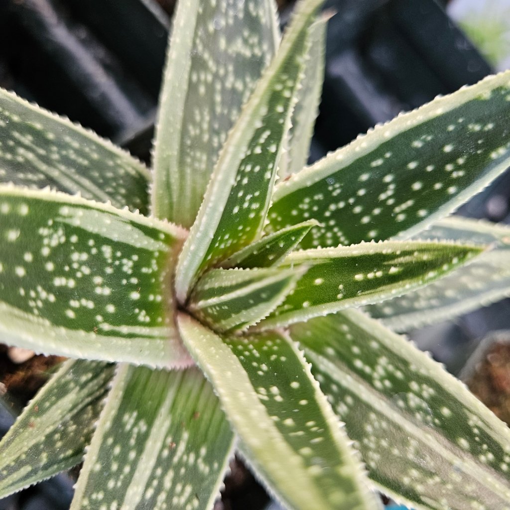 Kaleidoscope gasteria succulent with thick green leaves by Studley Flower Gardens