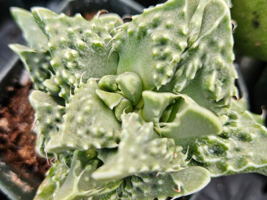 Tiger jaws succulent with blooming flowers on windowsill by Studley Flower Gardens