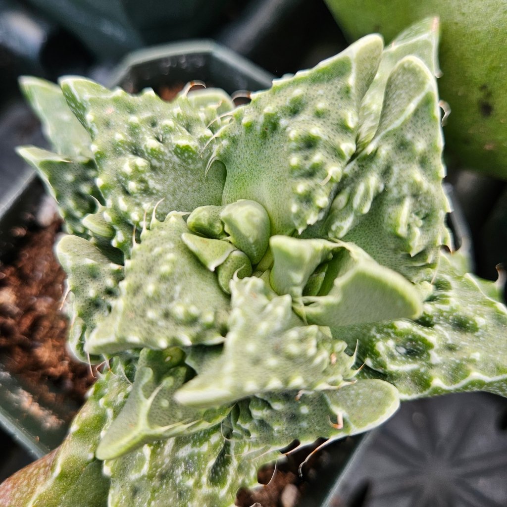 Tiger jaws succulent with blooming flowers on windowsill by Studley Flower Gardens