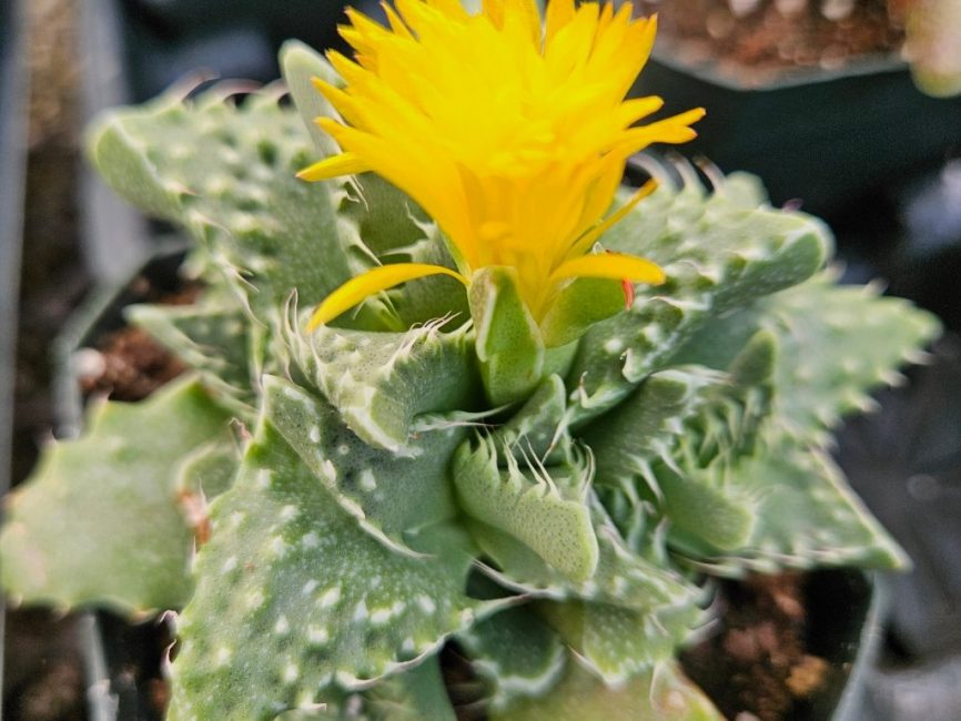 Tiger Jaws succulent with triangular leaves and tooth-like edges by Studley Flower Gardens