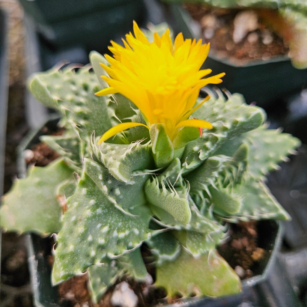 Tiger Jaws succulent with triangular leaves and tooth-like edges by Studley Flower Gardens