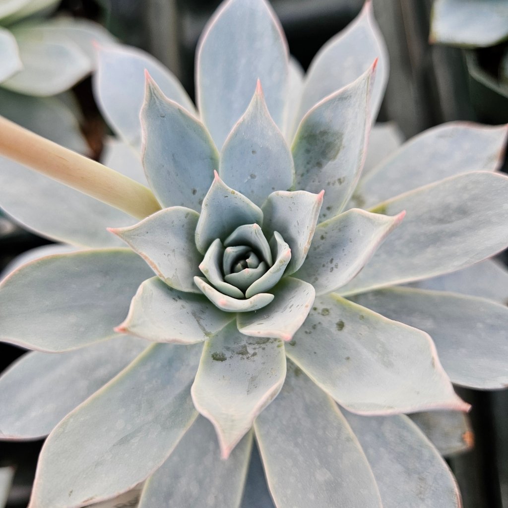 Urban Orange Echeveria with dusty blue leaves and bright orange blooms by Studley Flower Gardens