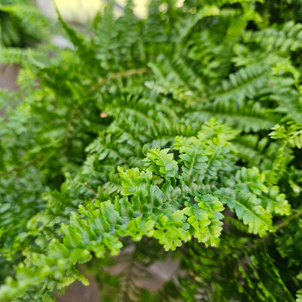 Fluffy ruffles fern with dense upright ruffled fronds in a 4-inch pot by Studley Flower Gardens
