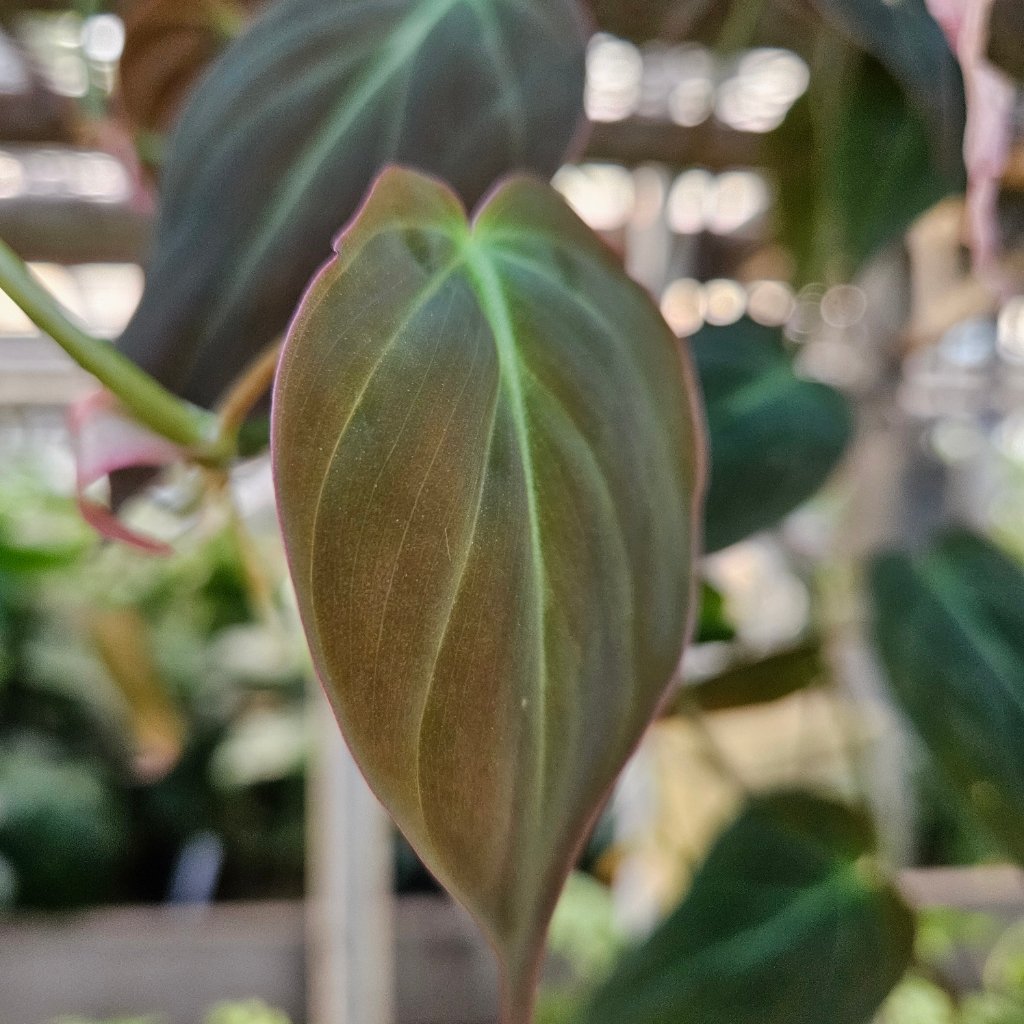Philodendron micans plant with velvety heart-shaped leaves by Studley Flower Gardens