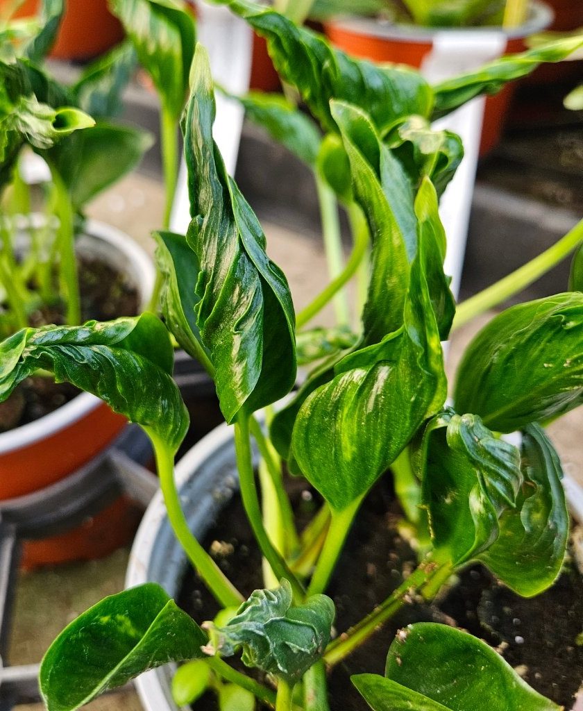 Shangri-La Twisted Pothos with trailing air purifying leaves by Studley Flower Gardens
