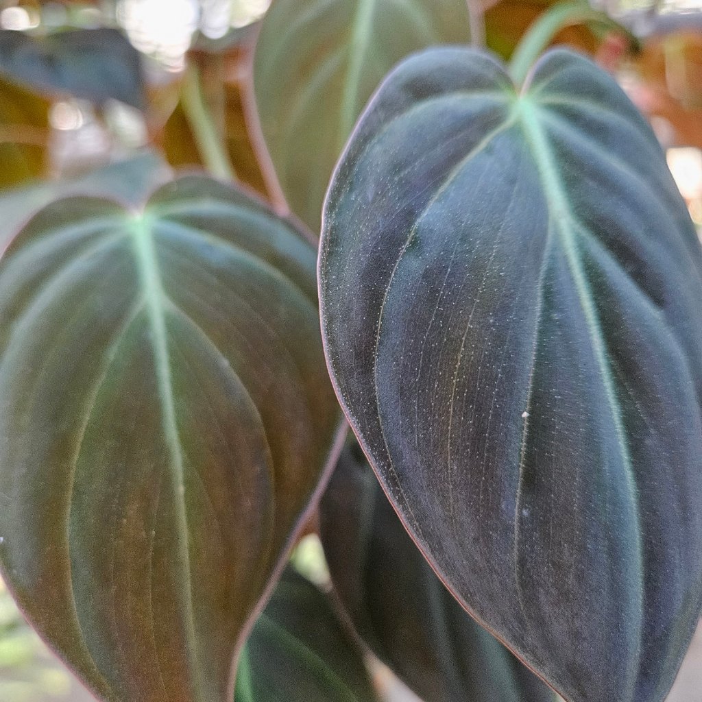 philodendron micans detail image