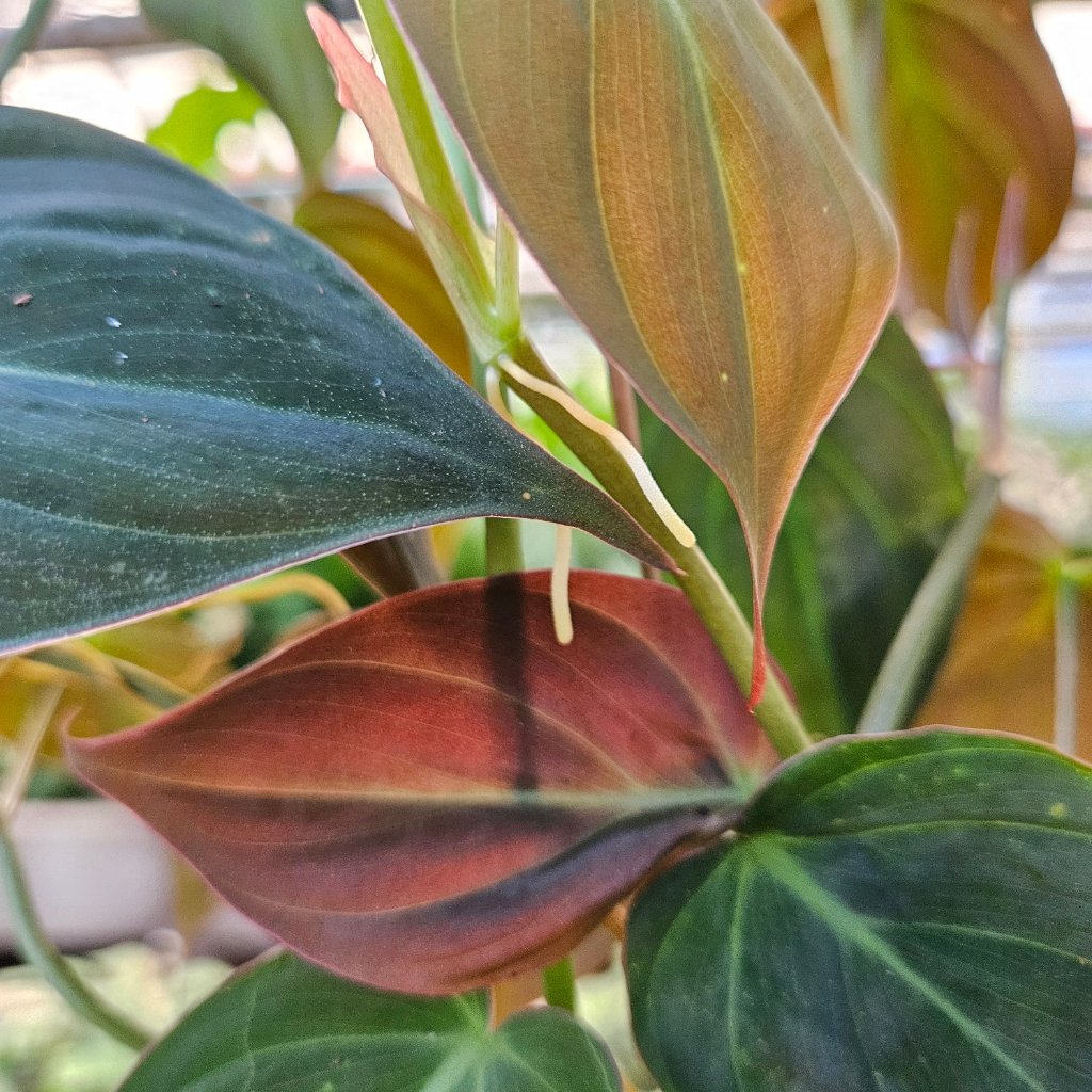 Philodendron micans with velvety heart-shaped leaves and trailing vines by Studley Flower Gardens detail image
