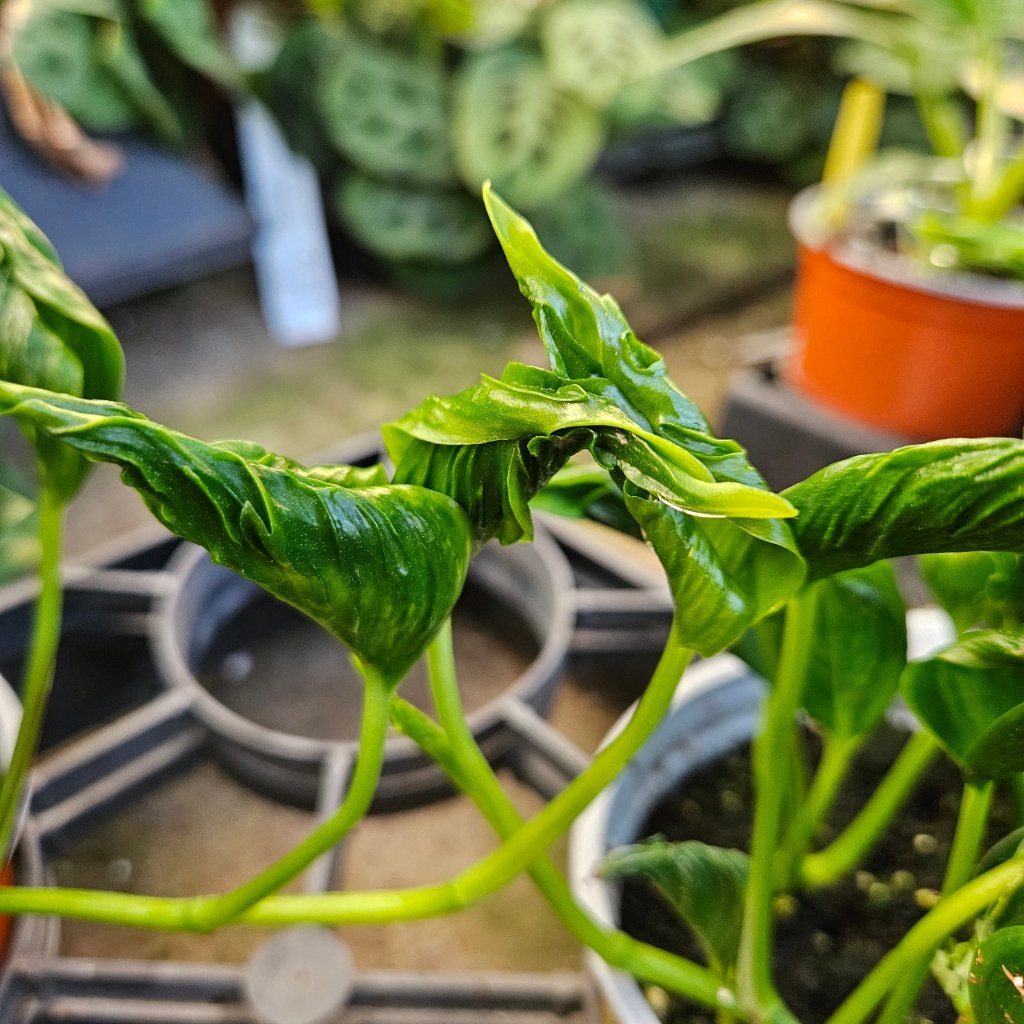 Shangri-La Twisted Pothos with twisted trailing leaves by Studley Flower Gardens for shangri la twisted pothos