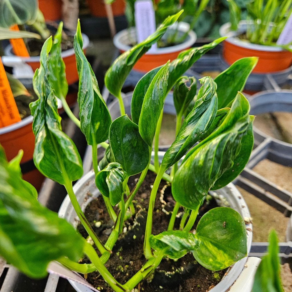 Shangri-La Twisted Pothos with tightly curled leaves in a 4-inch pot by Studley Flower Gardens
