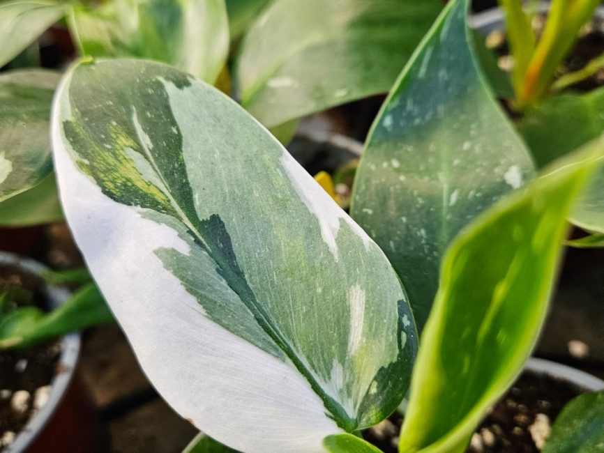 white princess philodendron detail image