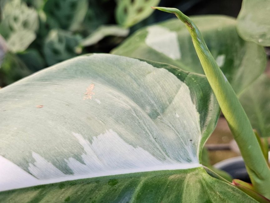 White Princess Philodendron with variegated white and green leaves by Studley Flower Gardens