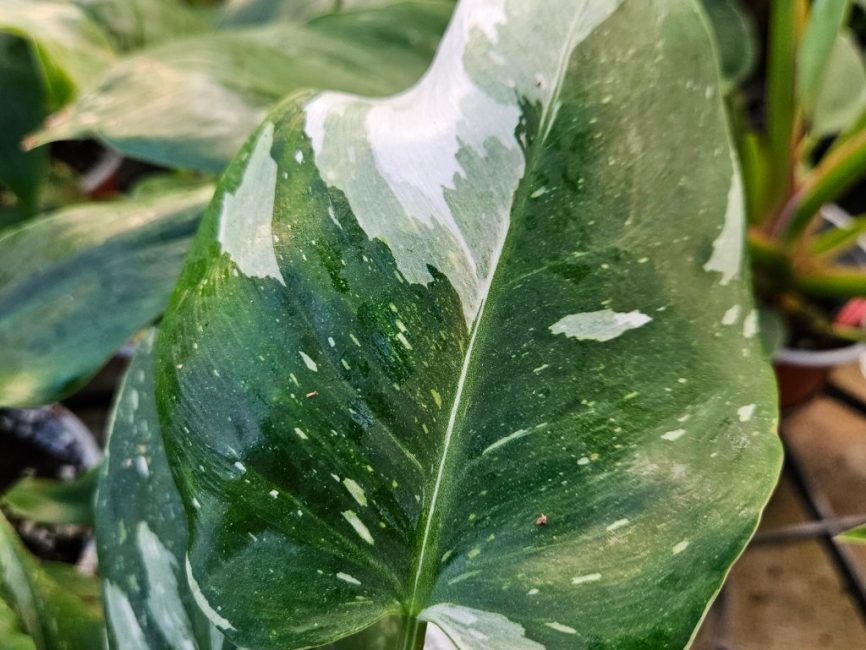 White Princess Philodendron with variegated white and green leaves by Studley Flower Gardens detail image