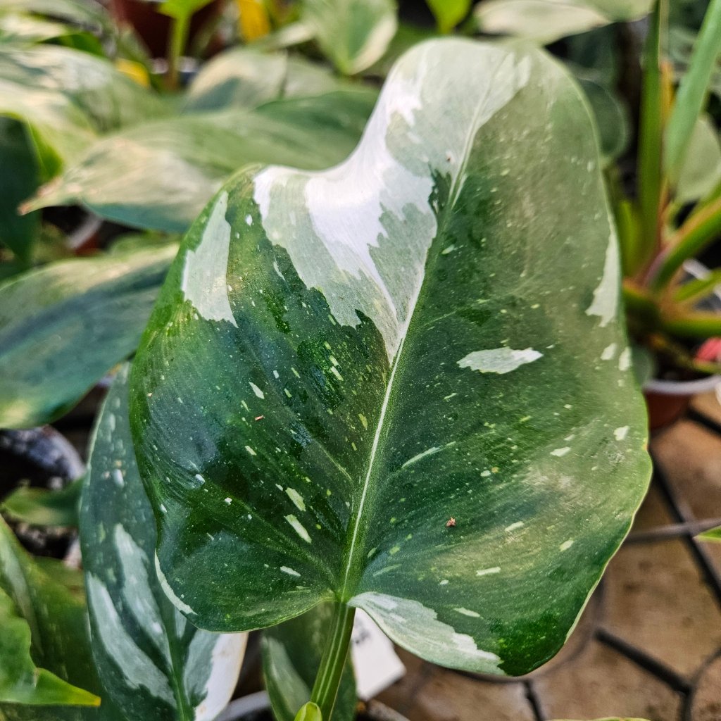 White Princess Philodendron with variegated white and green leaves by Studley Flower Gardens detail image