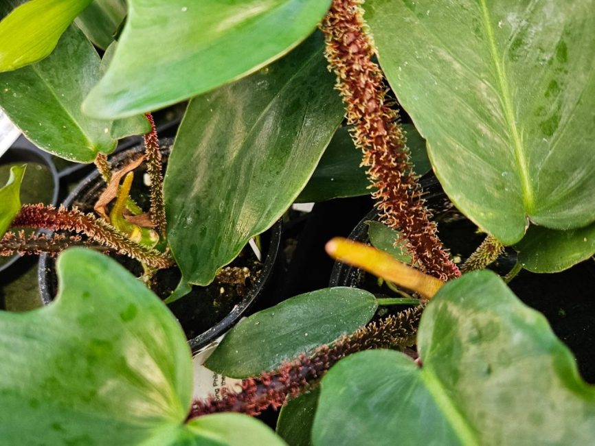 hairy stemmed philodendron detail image