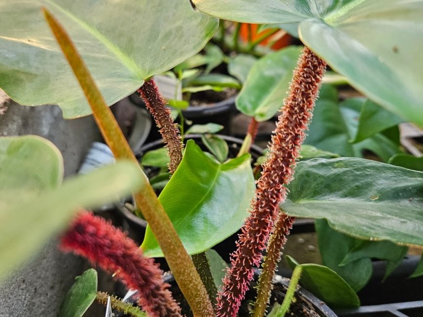 Hairy stemmed philodendron with bright green leaves in natural light by Studley Flower Gardens