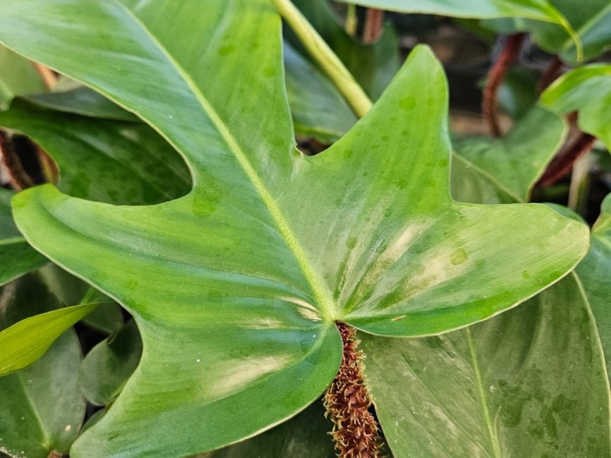 Hairy-stemmed philodendron with red hairy stems and deeply lobed leaves by Studley Flower Gardens