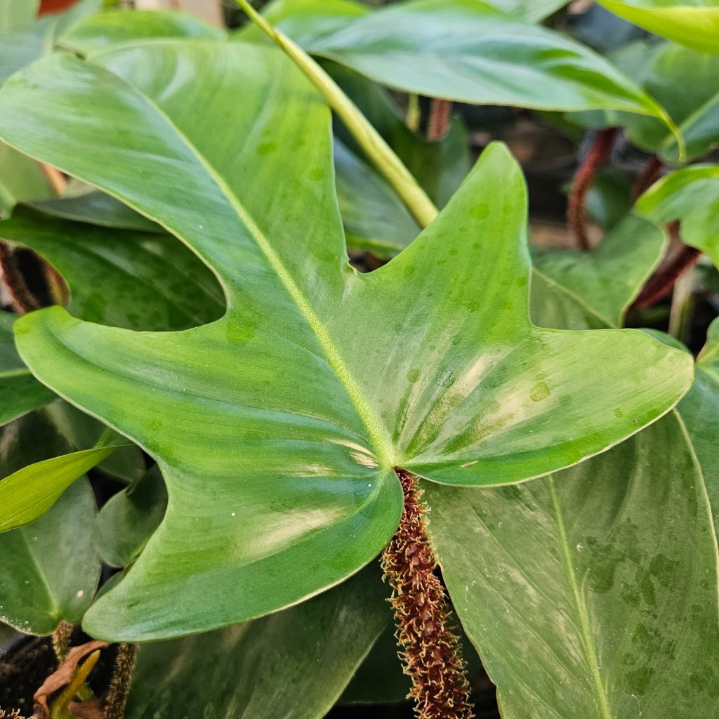 Hairy-stemmed philodendron with red hairy stems and deeply lobed leaves by Studley Flower Gardens
