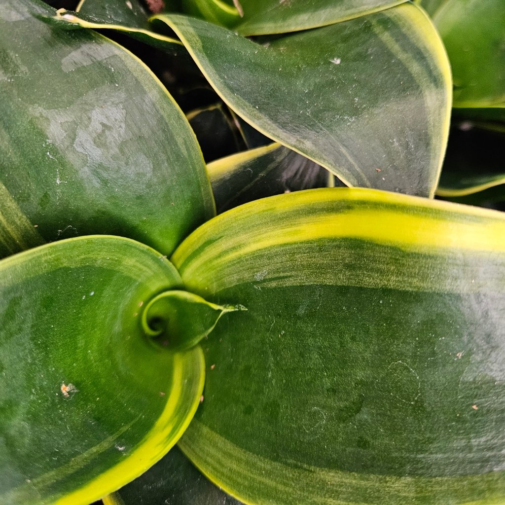 Emerald Star Sansevieria with upright sword-shaped leaves and wavy silver-green bands by Studley Flower Gardens detail image