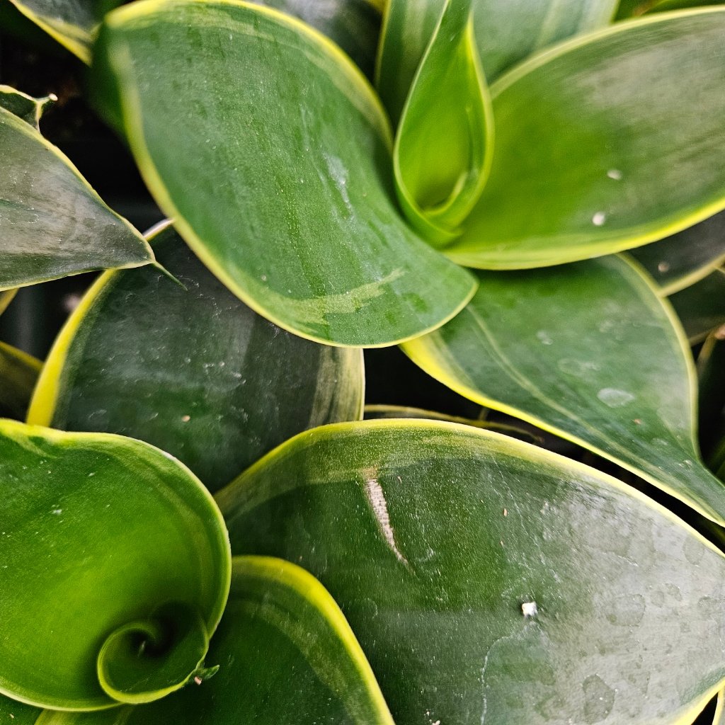 emerald star sansevieria detail image